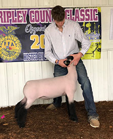 Deno Livestock Winner