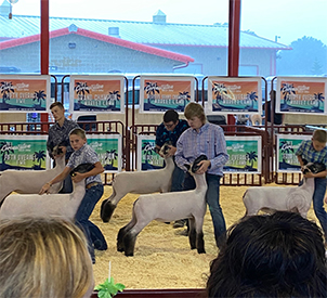 Deno's Livestock Winners