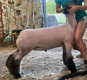 Deno's Livestock Winners