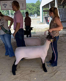 Deno's Livestock Winners
